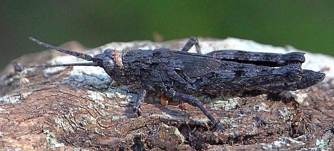 Bark-mimicking grasshopper- Coryphistes ruricola Found on eucalyptus tree with bark blackened by bushfire. The hopper was almost black and very well camouflaged. Had to lighten the image to see details more clearly. Australia,Bark-Mimicking Grasshopper,Coryphistes ruricola,Eamw grasshoppers,Geotagged,Winter