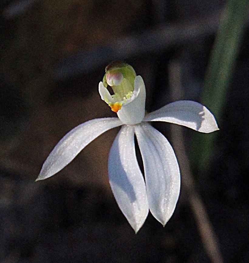 Fairy Orchid - Caladenia alata Only found one single specimen as it was just at the beginning of the flowering time for that terrestrial orchid. Australia,Caladenia alata,Fairy orchid,Geotagged,Winter