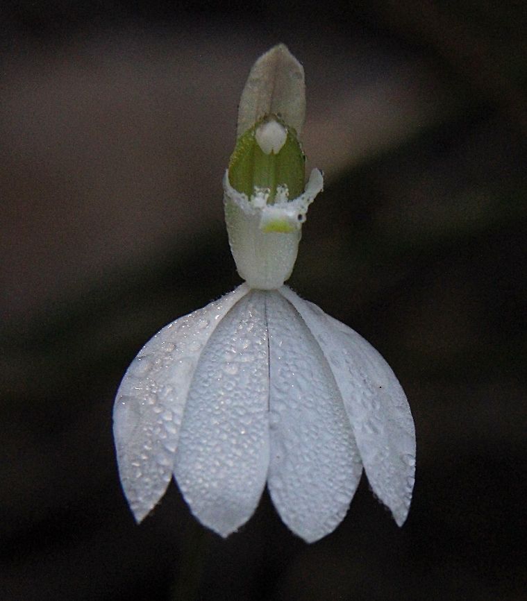 The white Caladenia - Caladenia catenata Again only one specimen found. Again maybe a bit early in the species flowering time. Australia,Caladenia catenata,Geotagged,White caladenia,Winter
