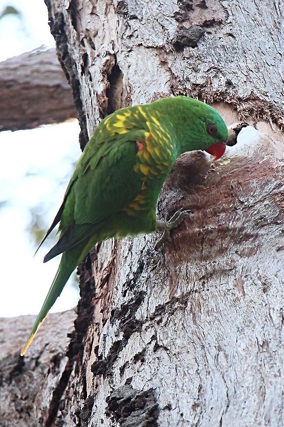 Scaly-breasted Lorikeet - Trichglossus carololepidotus This lorikeet was investigating a hollow in a eucalyptus tree to check that it is suitable as a nesting site. Australia,Geotagged,Scaly-breasted lorikeet,Trichoglossus chlorolepidotus,Winter