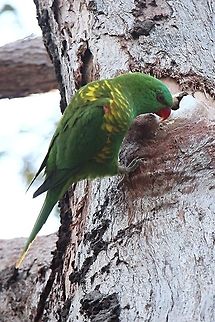 Scaly-breasted Lorikeet - Trichglossus carololepidotus This lorikeet was investigating a hollow in a eucalyptus tree to check that it is suitable as a nesting site. Australia,Geotagged,Scaly-breasted lorikeet,Trichoglossus chlorolepidotus,Winter