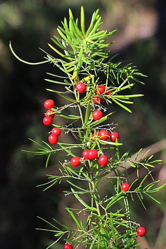 Asparagus fern - Asparagus aethiopicus A invasive introduced plant , found in many areas along Australia&rsquo;s east coast.  Asparagus aethiopicus,Australia,Geotagged,Winter