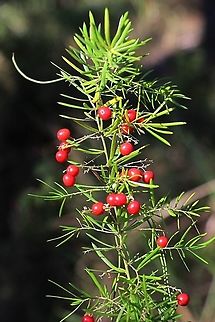 Asparagus fern - Asparagus aethiopicus A invasive introduced plant , found in many areas along Australia’s east coast.  Asparagus aethiopicus,Australia,Geotagged,Winter