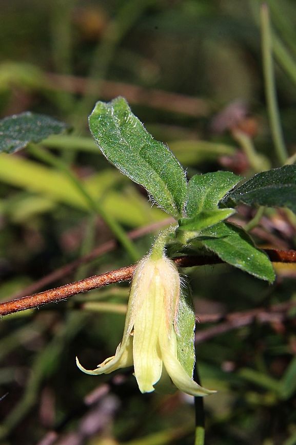 Apple berry - Billardiera scandens  Apple berry,Australia,Billardiera scandens,Geotagged,Winter