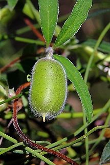 Apple berry fruit - Billardiera scandens  Apple berry,Australia,Billardiera scandens,Geotagged,Winter