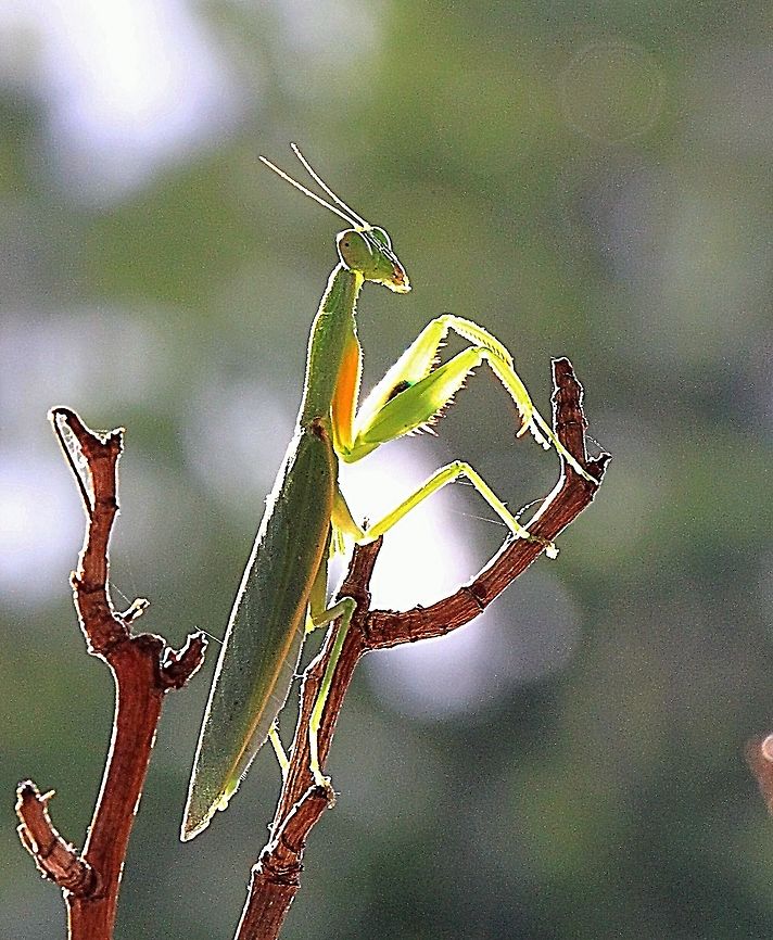Australian Garden Mantis - Orthodera ministralis  Australia,Australian Green Mantis,Fall,Geotagged,Orthodera ministralis