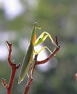 Australian Garden Mantis - Orthodera ministralis  Australia,Australian Green Mantis,Fall,Geotagged,Orthodera ministralis