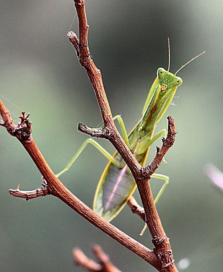 Australian Garden Mantis - Orthodera ministralis  Australia,Australian Green Mantis,Fall,Geotagged,Orthodera ministralis