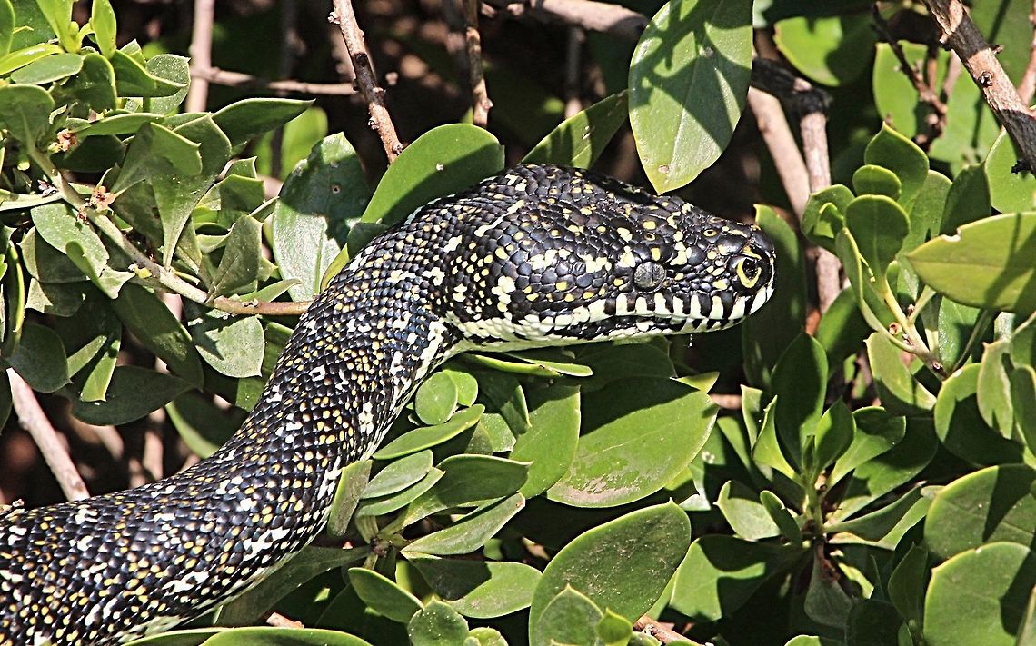 Carpet python - Morelia spilota Close up of Carpet python. Australia,Carpet python,Fall,Geotagged,Morelia spilota