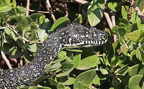 Carpet python - Morelia spilota Close up of Carpet python. Australia,Carpet python,Fall,Geotagged,Morelia spilota