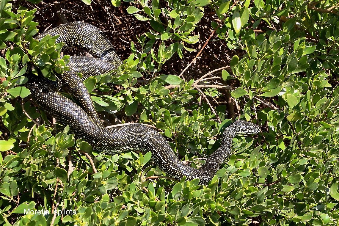 Carpet python - Morelia spilota About 2 meters long and suning itselfs on some vegetation on the beach in winter . Australia,Carpet python,Fall,Geotagged,Morelia spilota