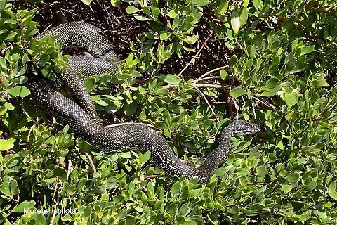 Carpet python - Morelia spilota About 2 meters long and suning itselfs on some vegetation on the beach in winter . Australia,Carpet python,Fall,Geotagged,Morelia spilota