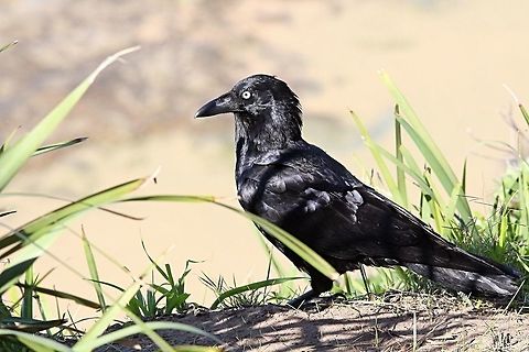 Australian Raven - Corvus coronoides Scavenging along the ocean beach. Australia,Australian raven,Corvus coronoides,Geotagged,Winter