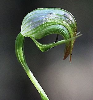 Nodding Greenwood - Pterostylis nutans Growing in groups of many in coastal eucalyptus forest. The stems is approximately 20 cmtall and only a single flower on each stem. Australia,Geotagged,Nodding Greenhood,Pterostylis nutans,Winter