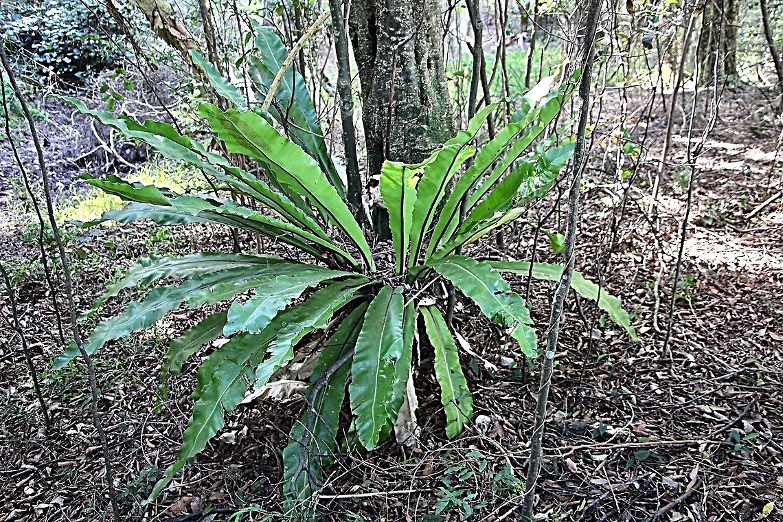 Birds&rsquo;s nest fern - Asplenium australasicum  Asplenium australasicum,Australia,Geotagged,Winter