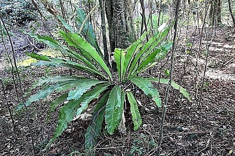 Birds&rsquo;s nest fern - Asplenium australasicum  Asplenium australasicum,Australia,Geotagged,Winter