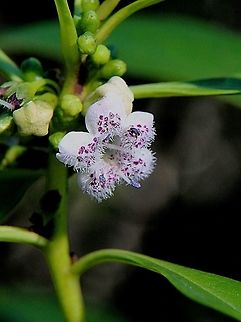 The Common boobialla - Myoporum insulare  Australia,Common boobialla,Geotagged,Myoporum insulare,Winter