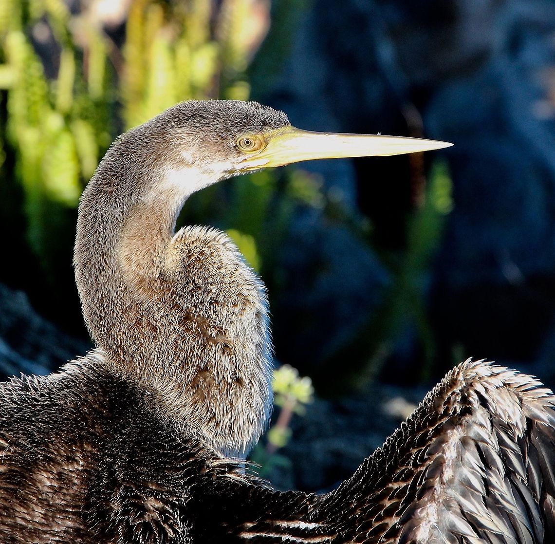 Australian darter - Anhinga novaehollandiae  Anhinga novaehollandiae,Australasian Darter,Australia,Geotagged,Winter