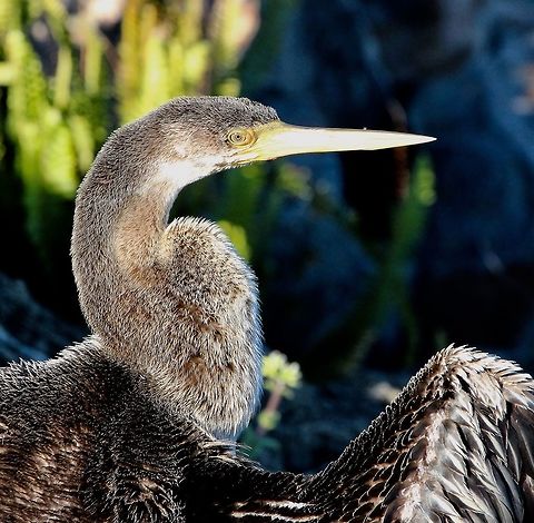 Australian darter - Anhinga novaehollandiae  Anhinga novaehollandiae,Australasian Darter,Australia,Geotagged,Winter