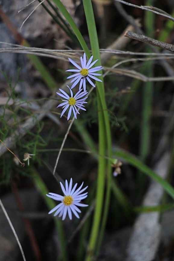 Unidentified daisy flower. Dainty daisy plant growing in coastal scrub / heath habitat. Australia,Geotagged,Winter