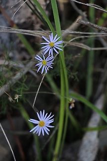 Unidentified daisy flower. Dainty daisy plant growing in coastal scrub / heath habitat. Australia,Geotagged,Winter