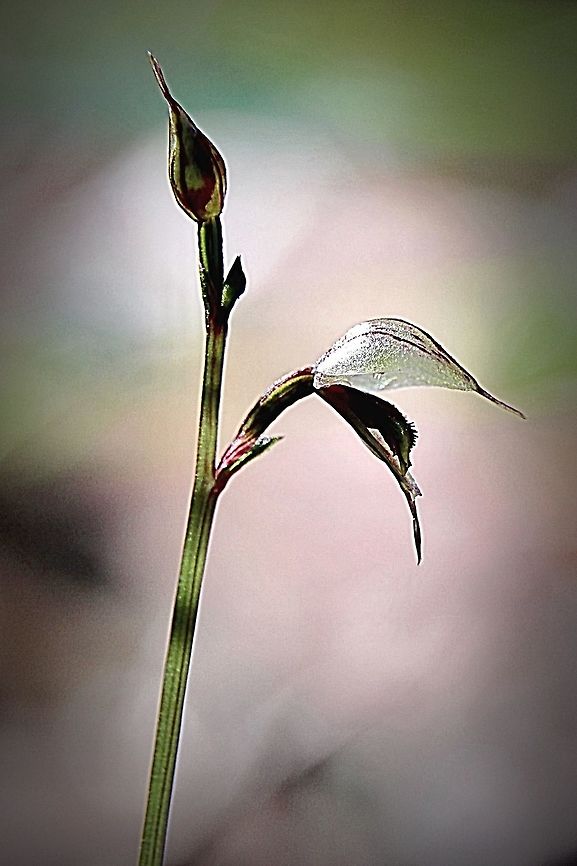 Tiny mosquito orchid - Acianthus exiguus Literally a tiny orchid on a stem about 10 Cm tall. To see the beauty one has to look very close. Acianthus exiguus,Australia,Geotagged,Tiny mosquito orchid,Winter