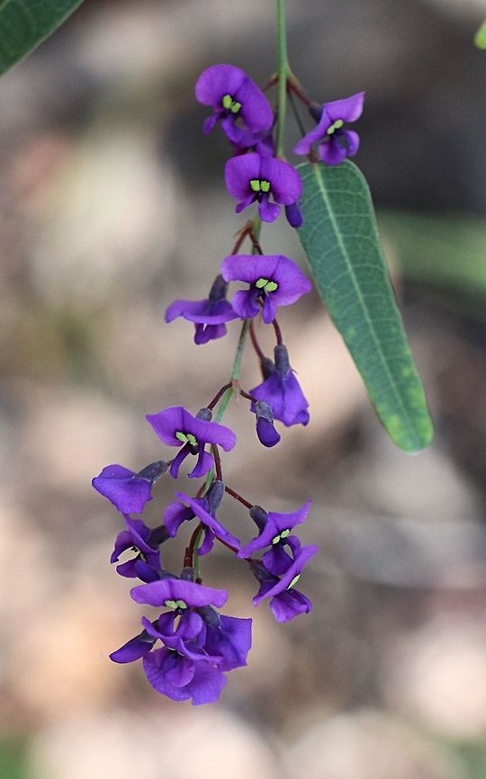Hovea sp.  Australia,Geotagged,Hovea acutifolia,Winter