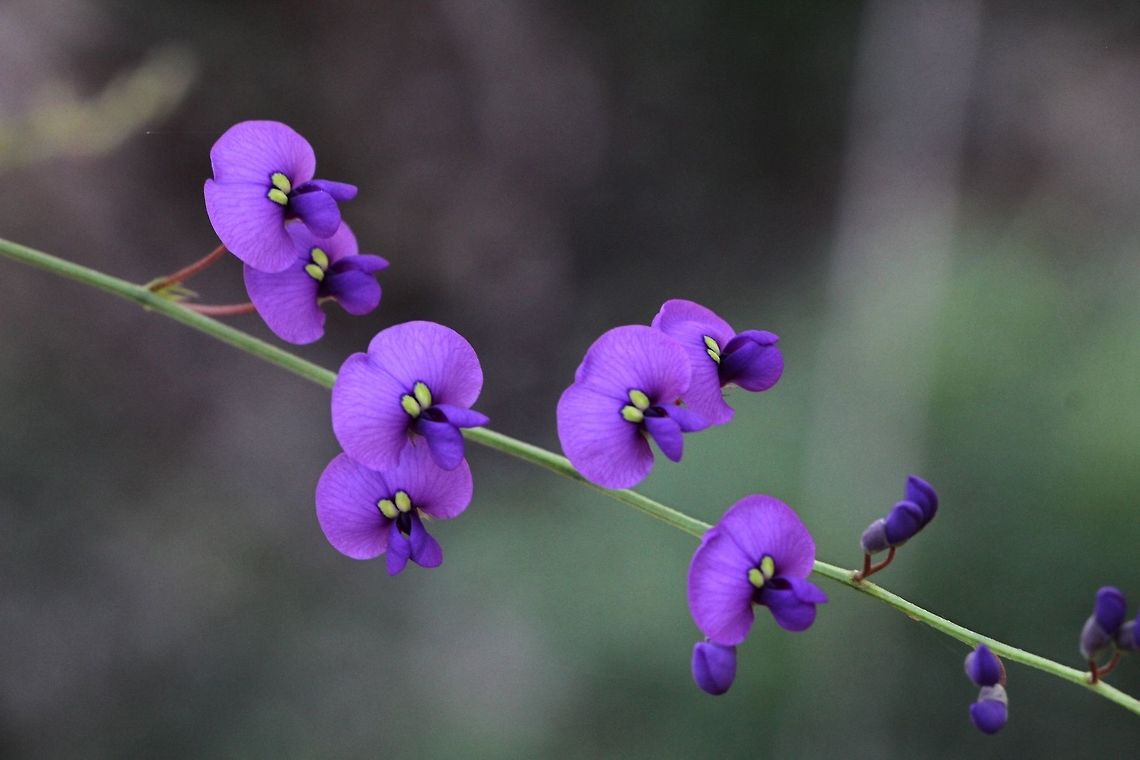Hovea flowers - Hovea acutifolia Beautiful spring flowers. A creeping plant , growing over other plants and are one of the first to flower toreward winters end. Australia,Geotagged,Hovea acutifolia,Winter