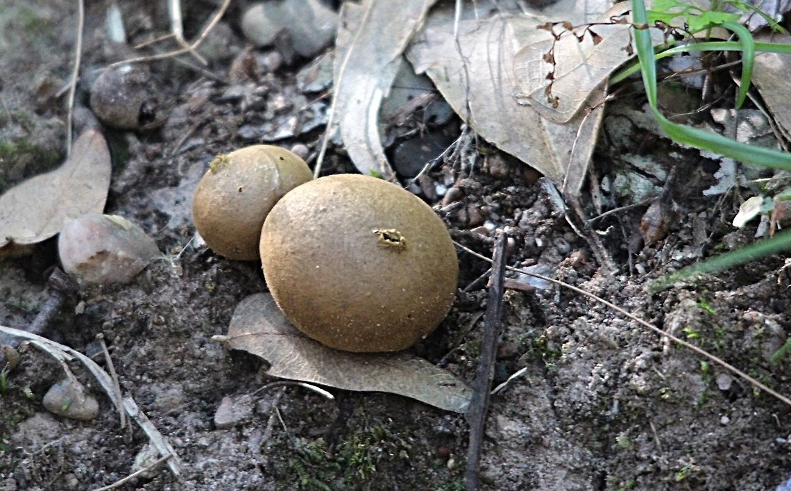 Unidentified buff ball fungi. Approx 2.5 cm dia.. Growing in coastal heathland . Australia,Geotagged,Winter