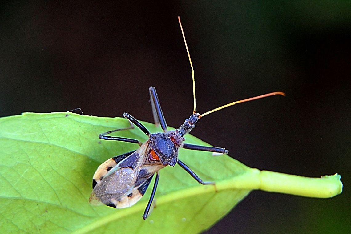 Australian assassin bug - Pristhesancus plagipennis  Australia,Australian assassin bug,Geotagged,Pristhesancus plagipennis,Winter