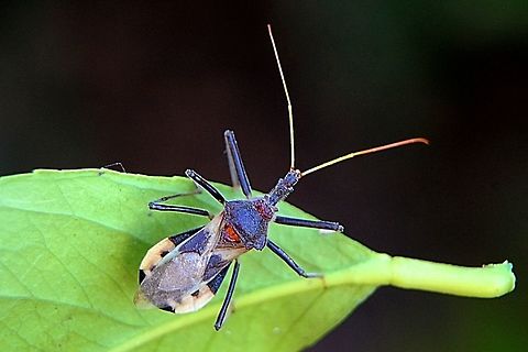 Australian assassin bug - Pristhesancus plagipennis  Australia,Australian assassin bug,Geotagged,Pristhesancus plagipennis,Winter
