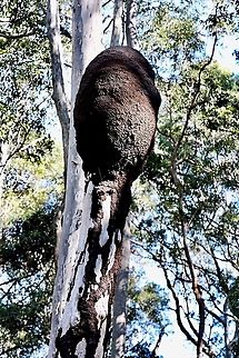 Termite nest . A big bulbous structure about 8 m up a tree. Species not identified. The nest is build of soil, transported up the tree. The pathways up the tree are also made of soil and clearly visible.  Australia,Geotagged,Summer,Winter