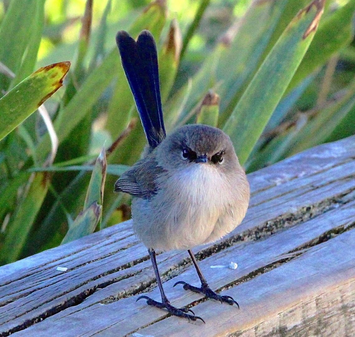 Superb Fairywren - Malurus cyaneus A immature male wren begging for food in a nature park . His name is -Angry Bird. Australia,Geotagged,Malurus cyaneus,Superb Fairywren,Winter