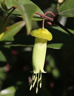 The Chefs-hat Correa - Correa baeuerlenii  Australia,Chefs-hat Correa,Correa baeuerlenii,Geotagged,Winter