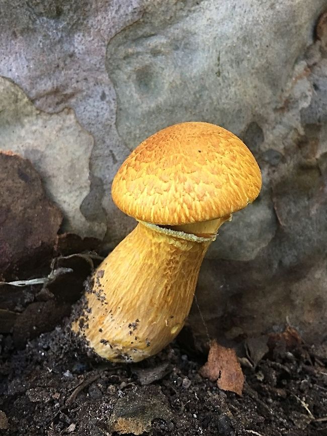 The spectacular Rustgill - Gymnopilus junonius Only a single specimen growing on the base of a healthy spotted gum.<br />
It is very odd as so far I have only found them growing in clusters and alwise on a dead tree stump. Australia,Geotagged,Gymnopilus junonius,Spectacular Rustgill,Winter