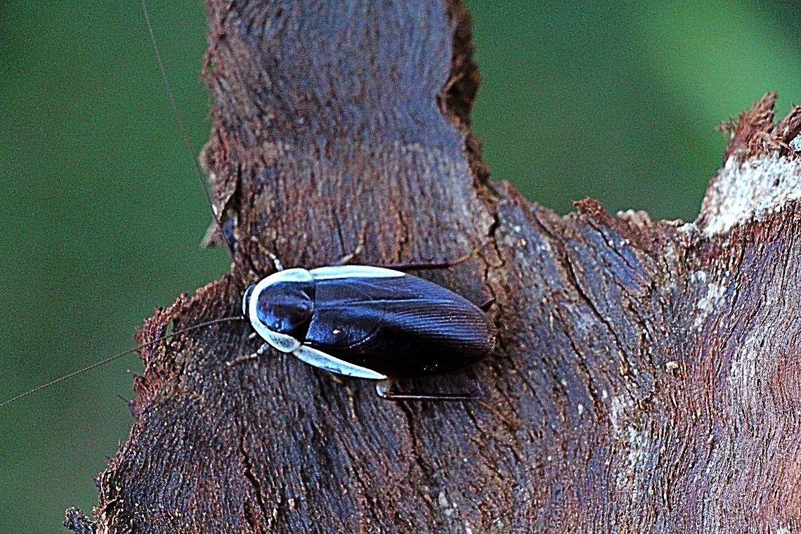 The Common Methana - Methana marginalis  Australia,Common Methana,Geotagged,Methana marginalis,Winter