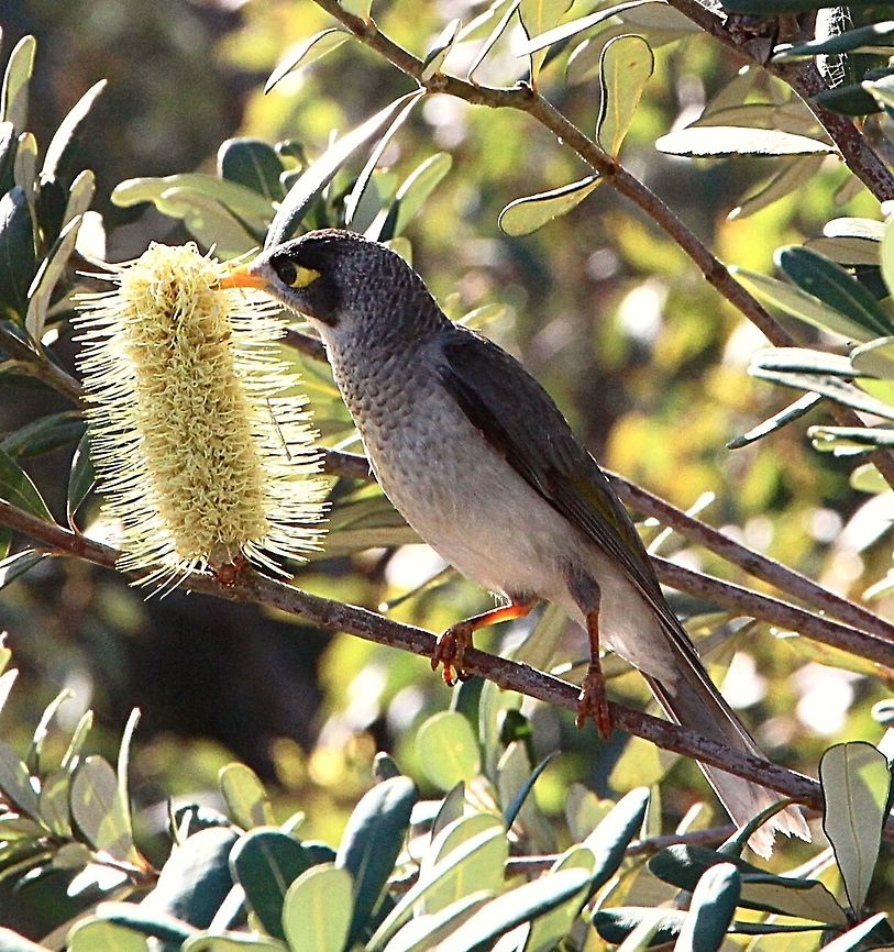 Noisy miner - Manorina melanocephala Investigating a banksia flower for nectar. Australia,Geotagged,Manorina melanocephala,Noisy miner,Winter