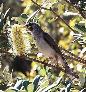 Noisy miner - Manorina melanocephala Investigating a banksia flower for nectar. Australia,Geotagged,Manorina melanocephala,Noisy miner,Winter
