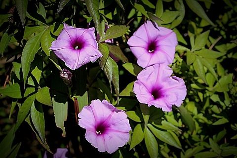 The Mile - a - Minute vine - Ipomoea cairica  Australia,Geotagged,Ipomoea cairica,Mile-a-Minute vine,Winter