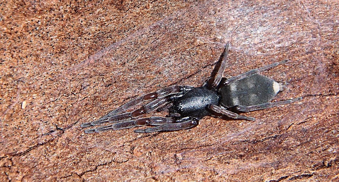 White -tip spider- Lampona cylindrata  Australia,Eamw spiders,Geotagged,Lampona cylindrata,White-tip spider,Winter