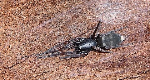 White -tip spider- Lampona cylindrata  Australia,Eamw spiders,Geotagged,Lampona cylindrata,White-tip spider,Winter