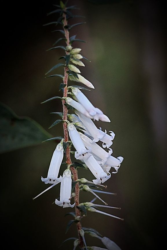 The Epacris impressa - Epacris impressa  Australia,Epacris impressa,Fall,Geotagged