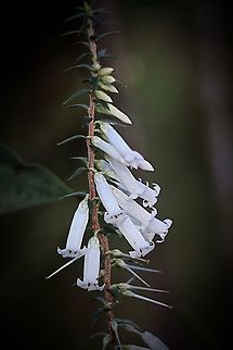 The Epacris impressa - Epacris impressa Australia,Epacris impressa,Fall,Geotagged