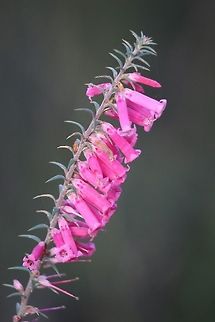 Epacris longiflora  Australia,Epacris,Epacris impressa,Fall,Geotagged