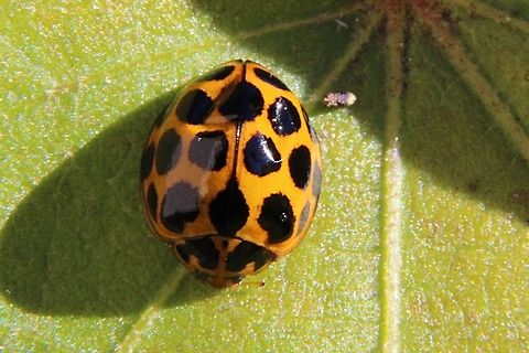 Common Spotted Ladybird - Harmonica conformis  Australia,Fall,Geotagged,Harmonia conformis,Harmonica conformis