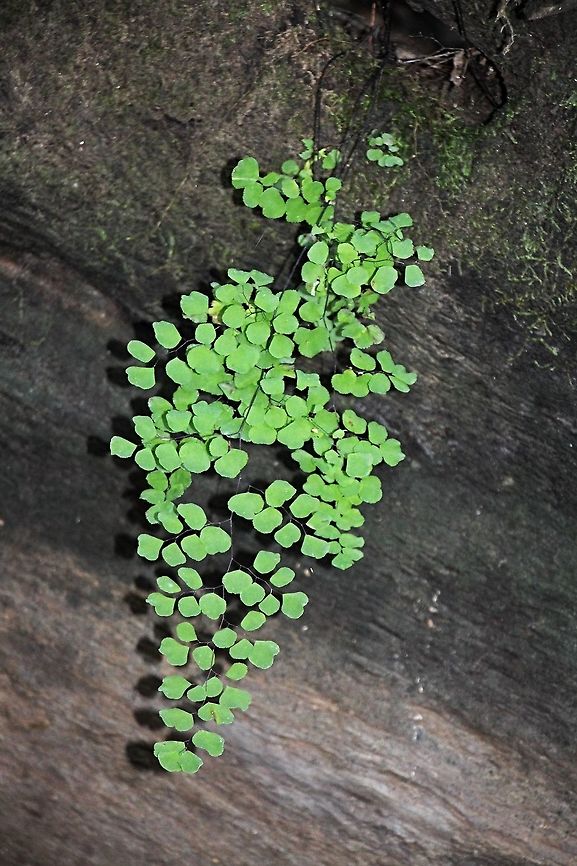 Maiden hair fern - Adiantum aethiopicus A very common small fern growing in moist shady forest areas .Also often found growing on sandstone with water seeping out from cracks in the rock. Adiantum aethiopicum,Australia,Fall,Geotagged,Maidenhair fern