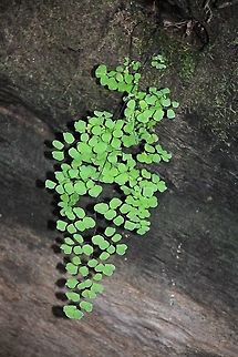 Maidenhair Fern