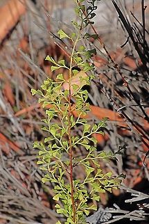 Lacy wedge fern
