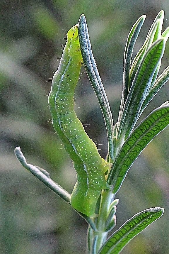 Green Garden Looper - Chrysodeixis eriosoma Found feeding on lavender  Australia,Chrysodeixis eriosoma,Eamw caterpillars,Fall,Geotagged,Green Garden Looper