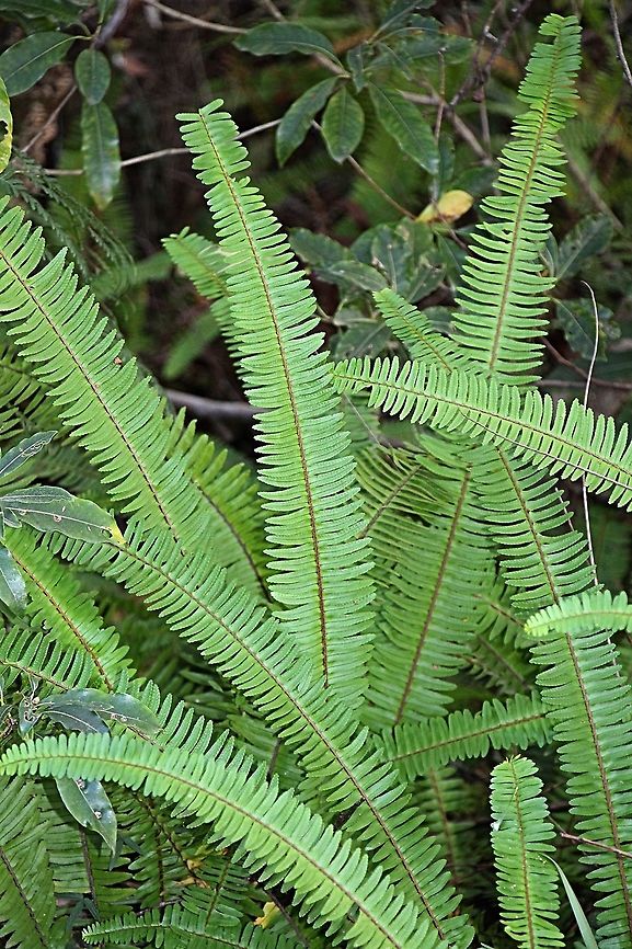 Fishbone fern - Nephrolepis cordifolia  Australia,Fall,Geotagged,Nephrolepis cordifolia